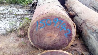 Resistensi Rot Purple Heart Logs 905 Kg / M3 3 - 5 Ft Diameter Trunk